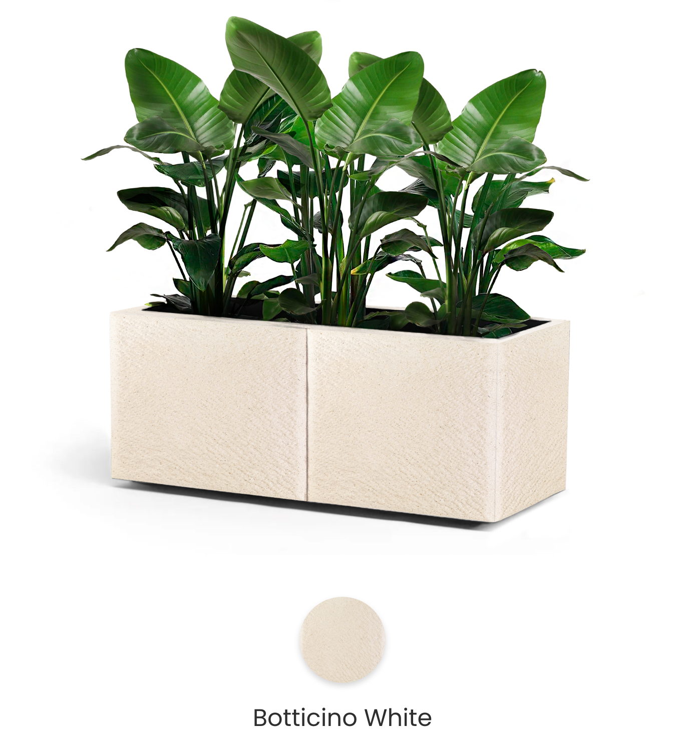 Botticino White