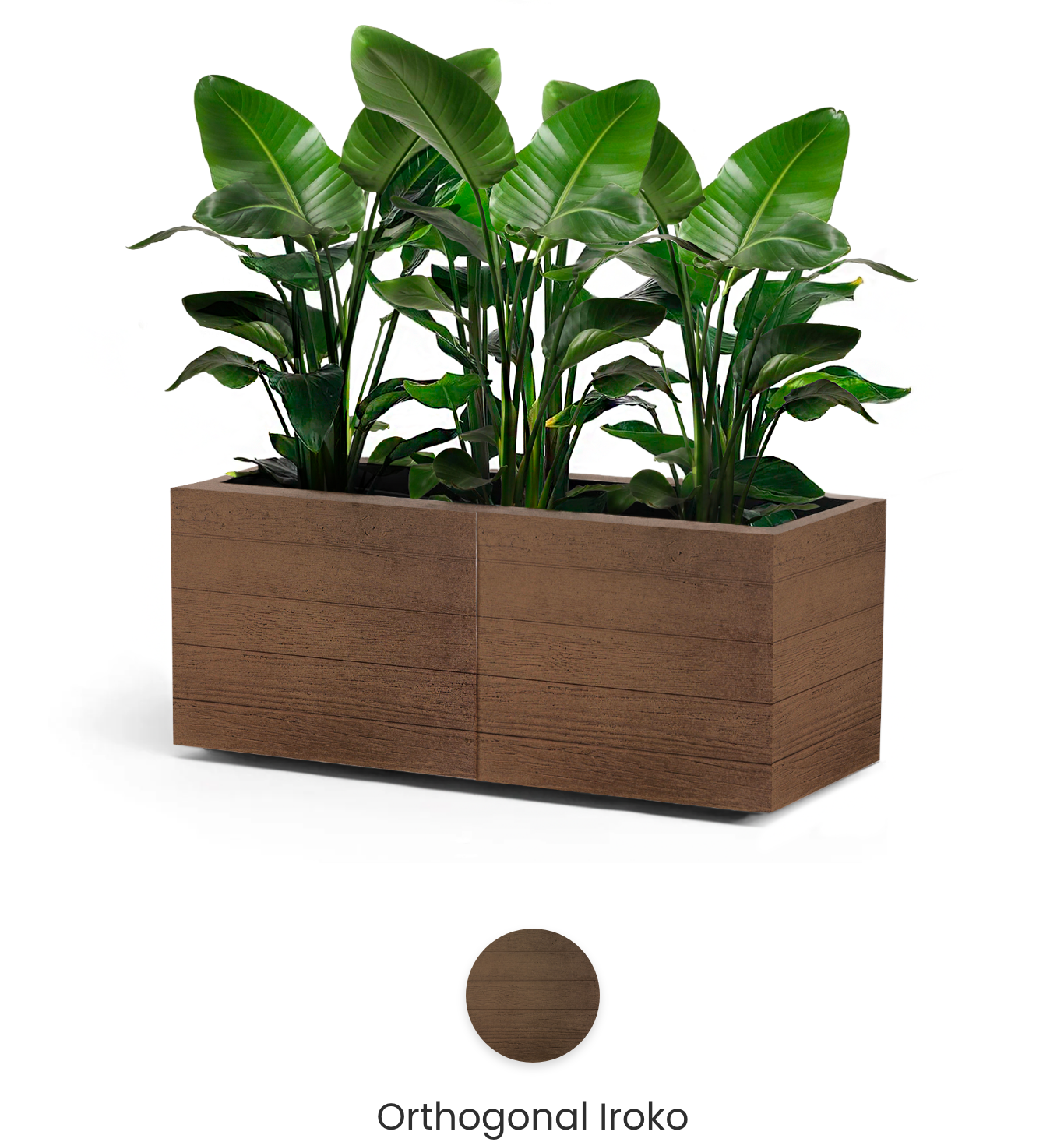orthogonal iroko